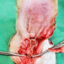 한밭 동물병원 이미지