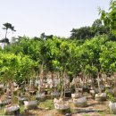 고시농장 이미지