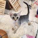 말괄냥이 이미지