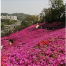 군포 수리산 자락에 위치한 ​군포철쭉동산4월 29일 나들이 갑니다. 이미지