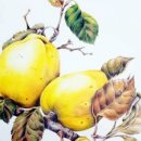 보태니컬+팝아트 이미지