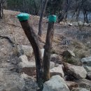 통큰딱다구리 이미지