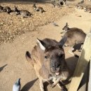 대륙부분정비 | 시드니 &amp; 멜버른 가서 느낀 점 7가지 - 아이들과 10박 11일 호주 여행 후기