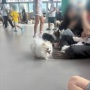 약지애견카페 | 인천아이와함께 하는 체험 추천, 50마리 상주견과 함께한 약지상주견 애견카페 후기