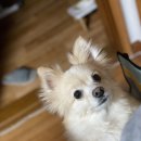 더라김(The라김) 이미지