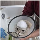 복이애견샵 이미지