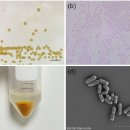 기벨리오붕어 (Carassius gibelio)의 봄철 대량폐사의 원인 Chryseobacterium sp. 이미지