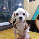 쁘띠시앙 이미지