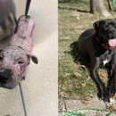 온사랑펫 이미지