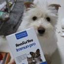 퍼피포유 이미지