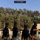 도그아지트 네이버블로그