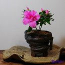 아젤리아 이미지