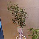 올리브내과의원 이미지