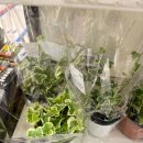 아이비 | 이마트 식물 추천 원더아이비 내돈내산 구매 후기 행잉 분갈이 팁