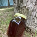 양구벌꿀 이미지