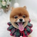 단비네 애견미용 이미지