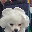 구루구루 | 퍼피 우유의 가방이에요(초소형견 포메라니안 강아지 구루구루 슬링백 산책 가방 사용 후기)