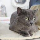 코냥코냥 이미지