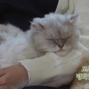 고양이민박 이미지