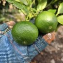 철이농장 이미지