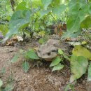 두꺼비목장 이미지