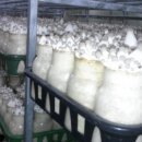 머쉬밸리농장 이미지