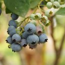 미산농원 이미지