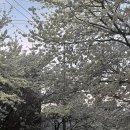 UR(서울특별시)-70[희우정로]-하-1 | 온186 | 완연한 봄, 추억 서랍에 새로 담은 것들