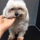 더 뷰티 독 이미지