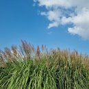 핑크뮬리 이미지