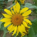 염치읍 은행나무길 이미지