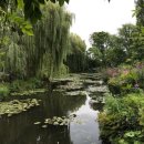 버드나무 이미지