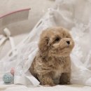 루루 반려견 | 거여동강아지무료분양 말티푸 루루