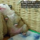루비똥 Daum카페