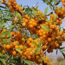 (주)비타민나무 이미지