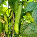 텃밭가꾸기 | 김장배추 파종15일차_관찰기(ft:텃밭가꾸기 김장배추 파종 후기)