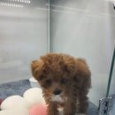 DOG사랑 | [구미강아지분양] 건강과 투명성 모두 챙긴 품안에 Dog&amp;Cat 솔직 후기