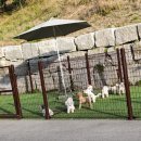 사랑해줄개 이미지