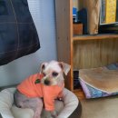 별님과달님 이미지