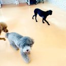 쉐이크테일 강아지 애견 유치원 호텔 미용 | 평택 비전동 애견호텔 쉐이크테일 강아지 애견호텔 애견유치원 미용 비용 시간 위치