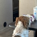 보령애견동반펜션 피노비스타 이미지