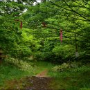 한라산둘레길 천아숲길 이미지