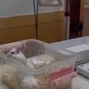 수사랑 동물병원 이미지