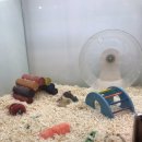 달펫 소동물샵 | [구매후기] 강동구 햄스터 분양 달펫 소동물샵 내돈내산 방문기