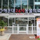 해운대 24시 동물의료원 네이버블로그