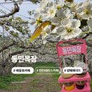 성환농장 | [천안] 배꽃뷰 카페 동민목장 천안테라스카페 성환배농장