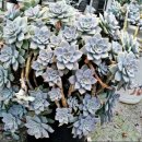 오수리농장 이미지