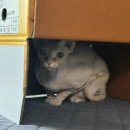 노블아이경희한의원 네이버블로그