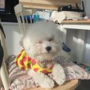 댕댕아띠 이미지