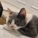 아가마미 고양이카페 이미지